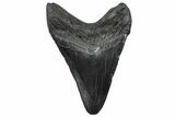 Fossil Megalodon Tooth - South Carolina #362446-1